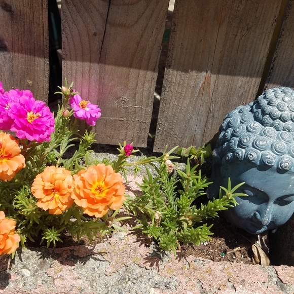 Meet your Posher, Lisa - Picture 2 of 2